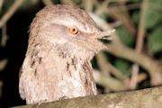 Marbled Frogmouth (Podargus ocellatus)